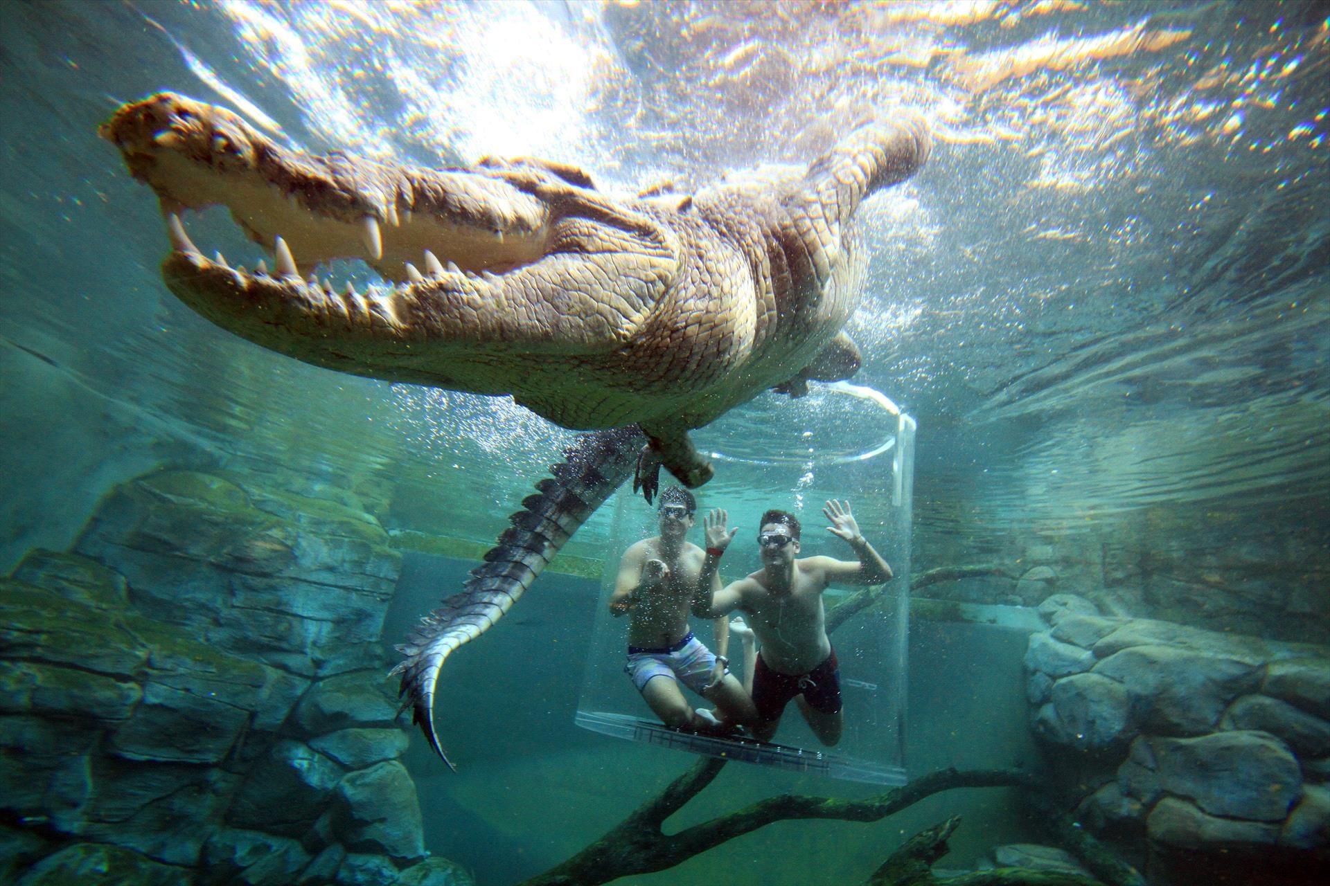 Crocosaurus Cove, Darwin, Northern Territory, photo 2