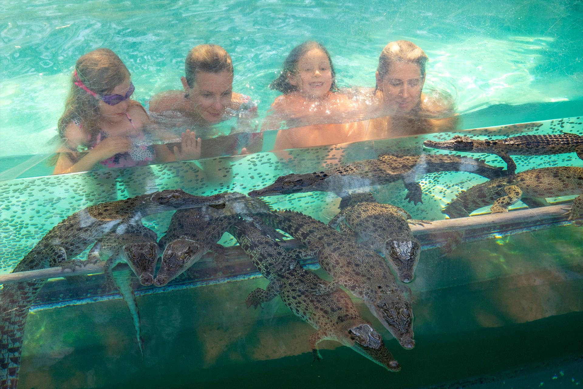 Crocosaurus Cove, Darwin, Northern Territory, photo 19