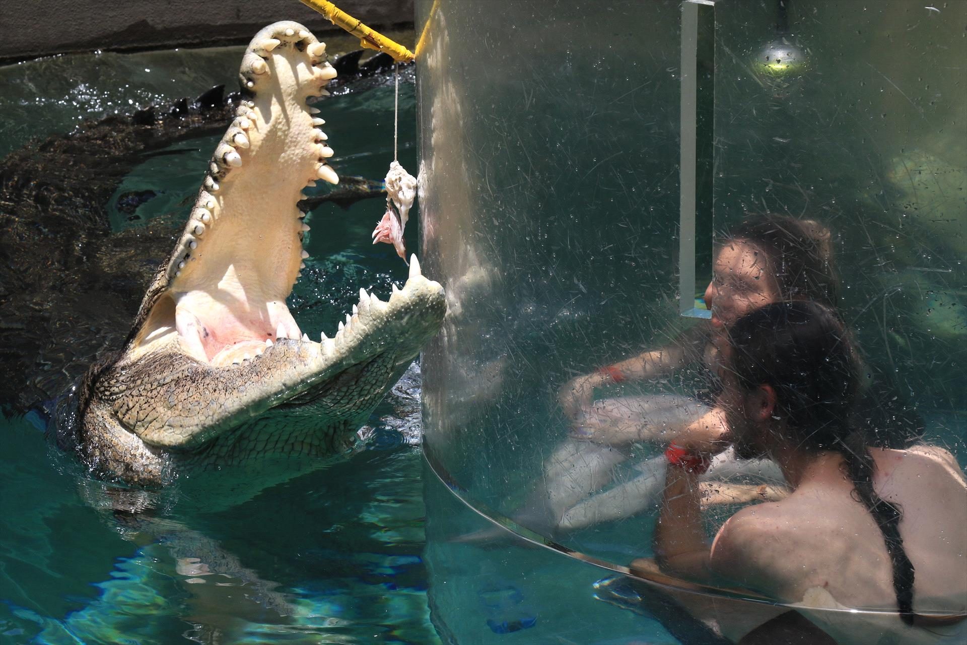 Crocosaurus Cove, Darwin, Northern Territory, photo 15