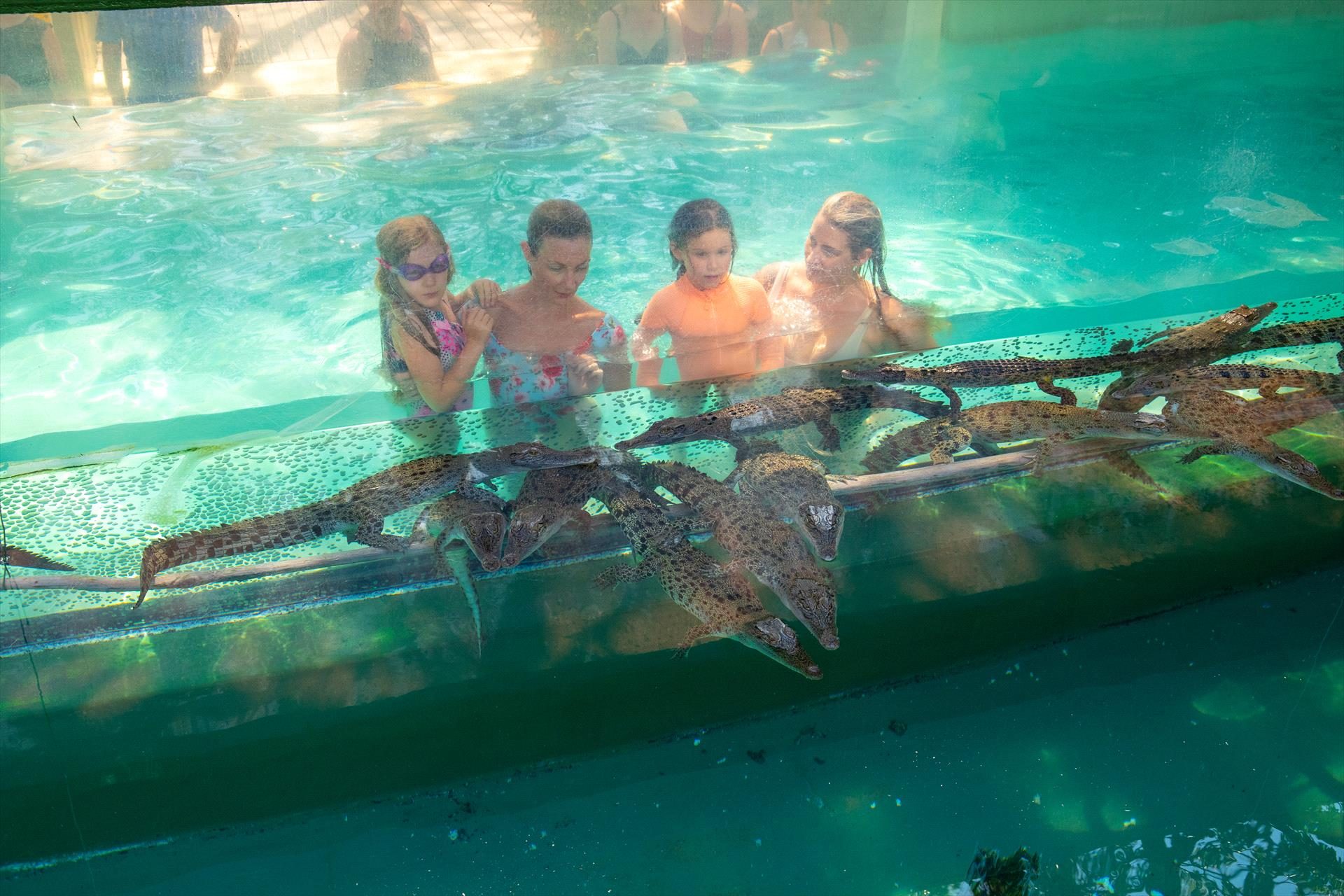 Crocosaurus Cove