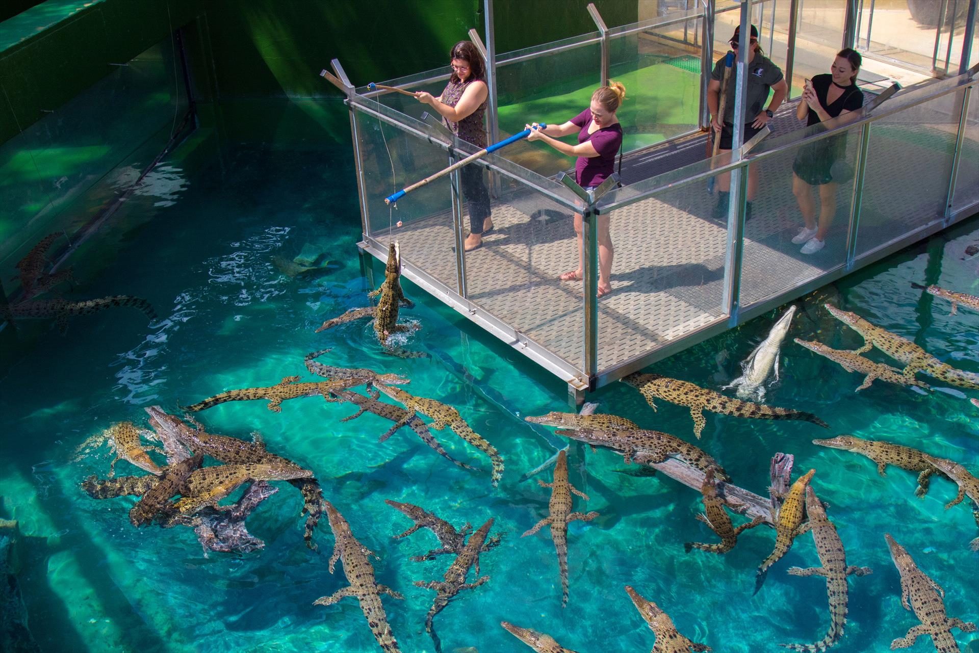 Crocosaurus Cove, Darwin, Northern Territory, photo 6