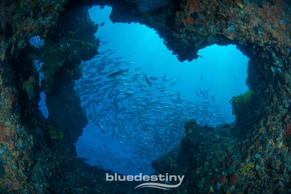 Blue Destiny Pty Ltd, Fremantle, Western Australia, photo 2