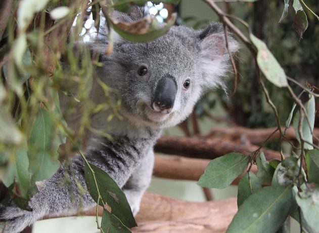 Chapman Tours, Glenbrook, New South Wales, photo 6