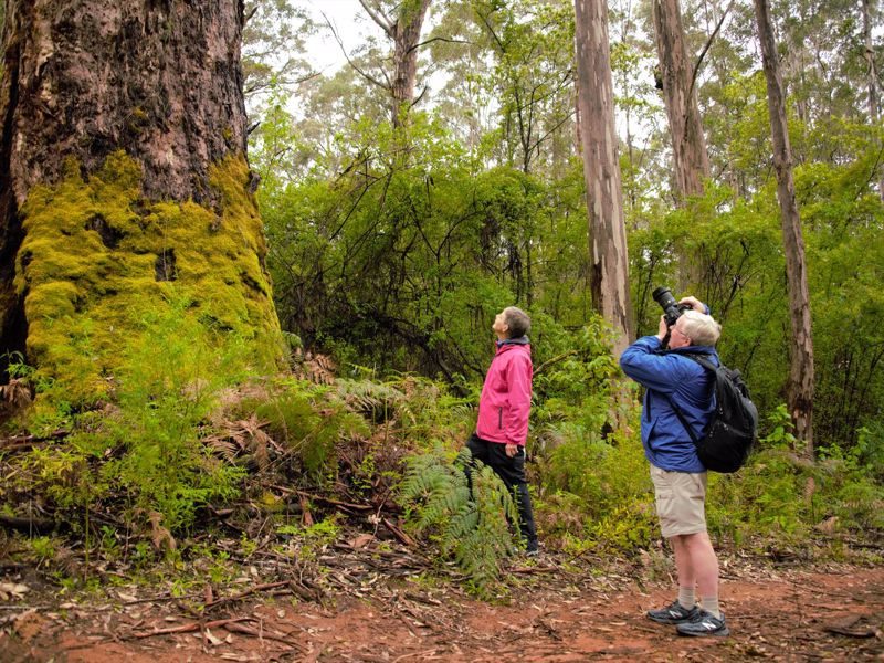 Pemberton Discovery Tours, Pemberton, Western Australia, photo 5