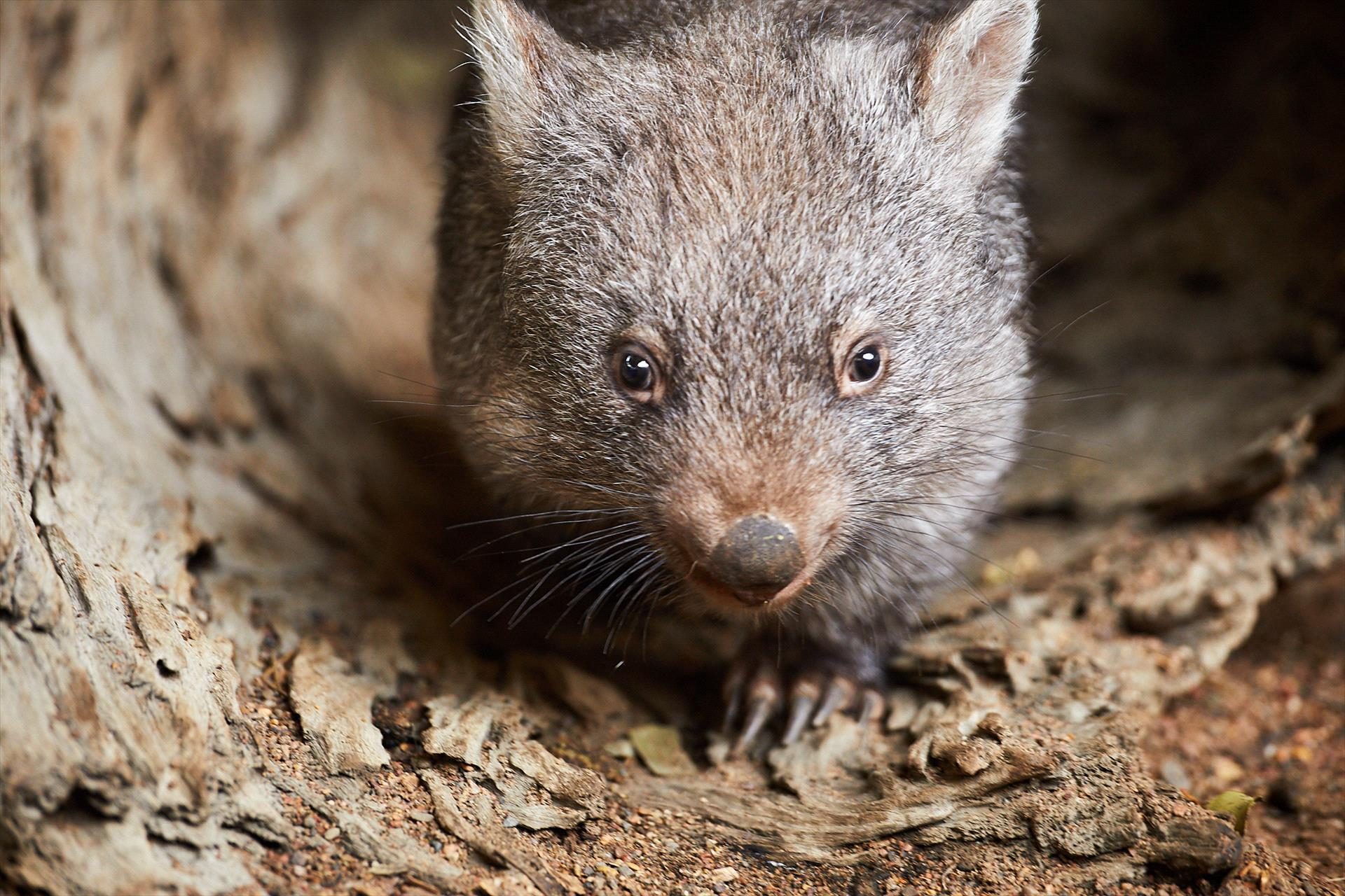 Oakvale Wildlife Park, Salt Ash, New South Wales, photo 4