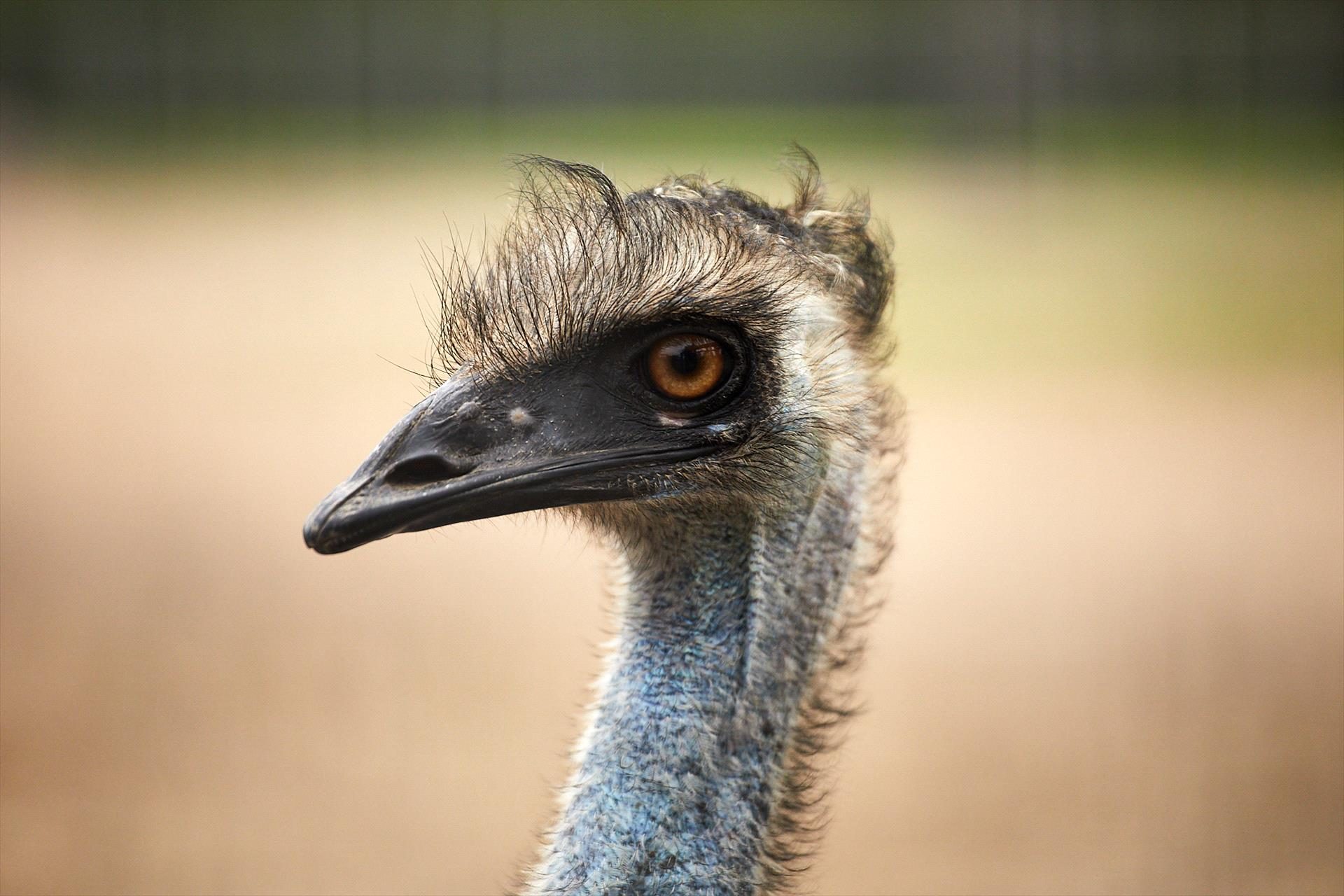 Oakvale Wildlife Park