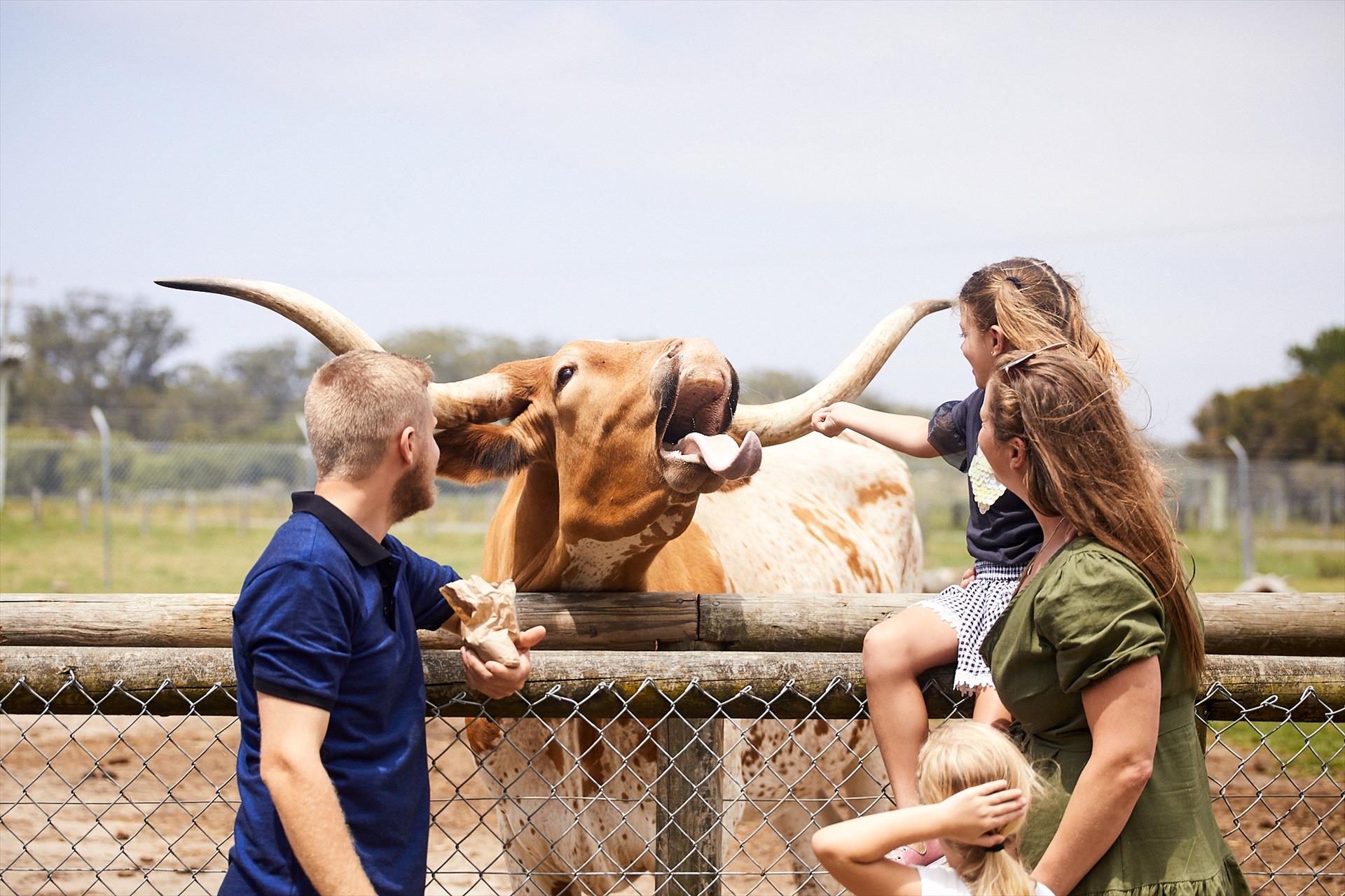 Oakvale Wildlife Park, Salt Ash, New South Wales, photo 3
