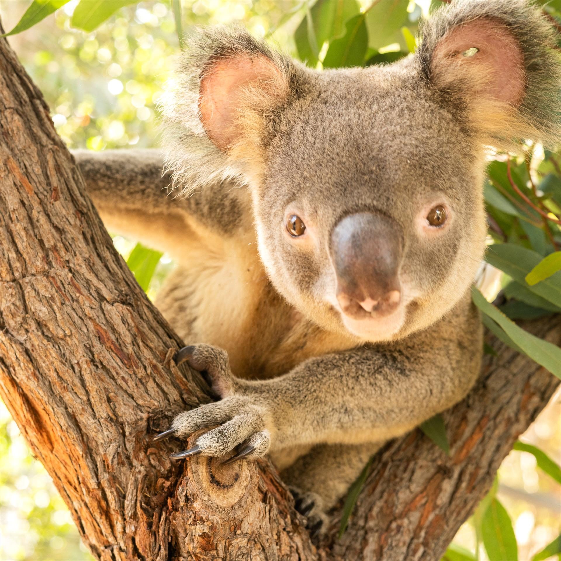 Ranger Red's Zoo & Conservation Park, Pinjarra, Western Australia, photo 6