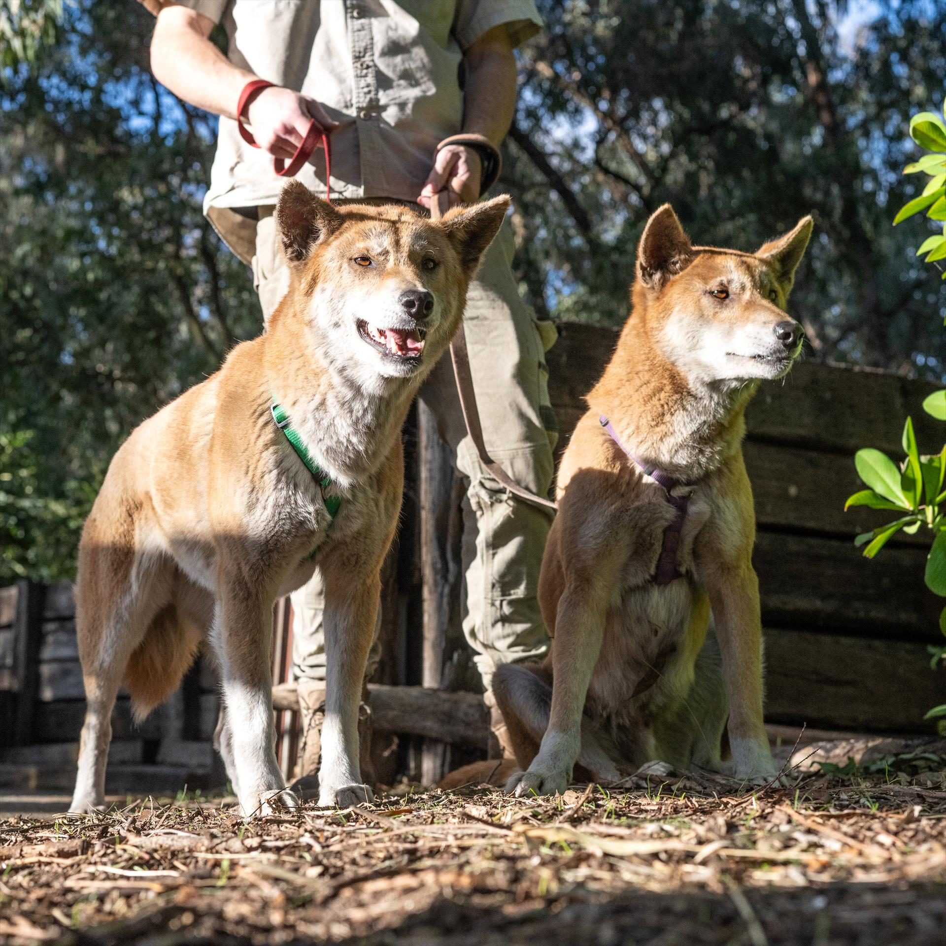 Ranger Red's Zoo & Conservation Park, Pinjarra, Western Australia, photo 2