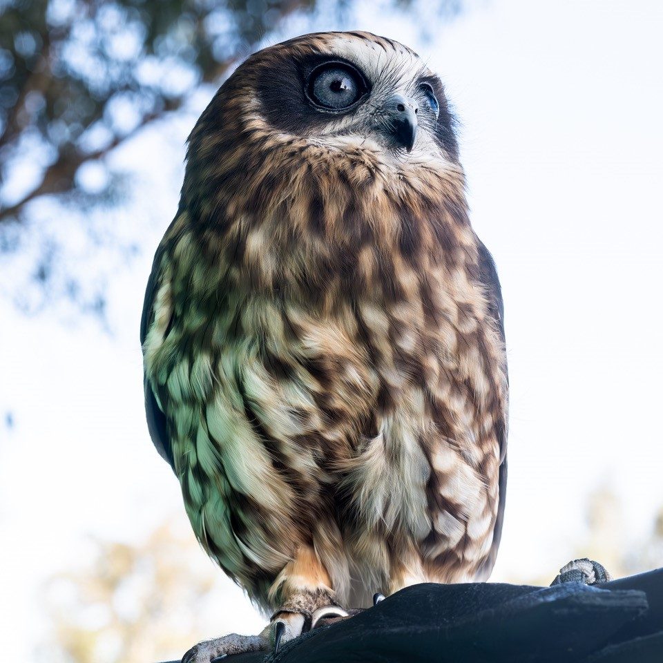 Ranger Red's Zoo & Conservation Park, Pinjarra, Western Australia, photo 5