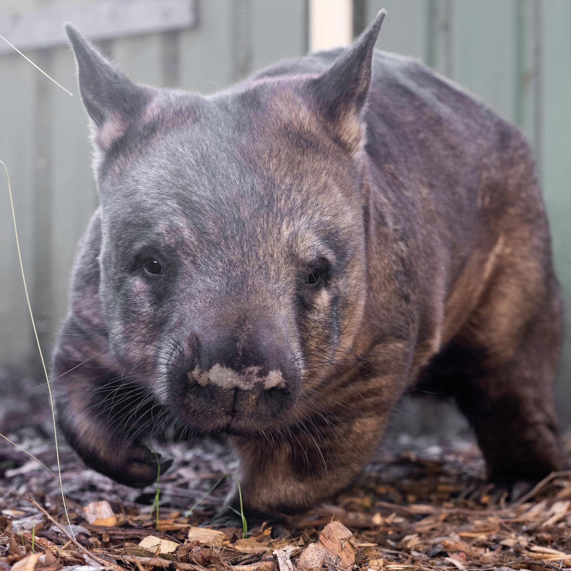 Ranger Red's Zoo & Conservation Park, Pinjarra, Western Australia, photo 3