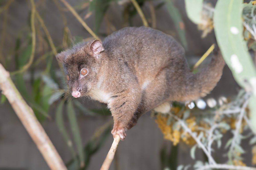 Ranger Red's Zoo & Conservation Park, Pinjarra, Western Australia, photo 4