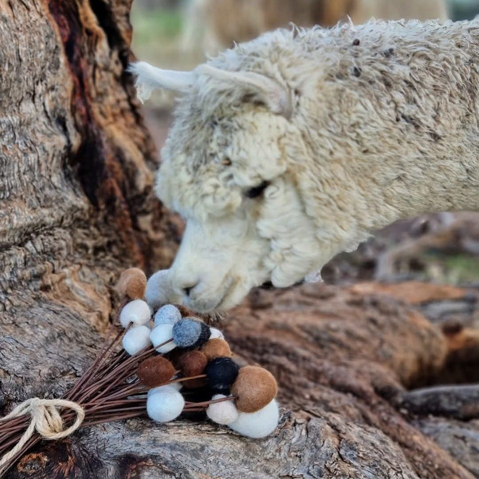 Quentin Park Alpacas and Studio Gallery, Peterborough, South Australia, photo 6