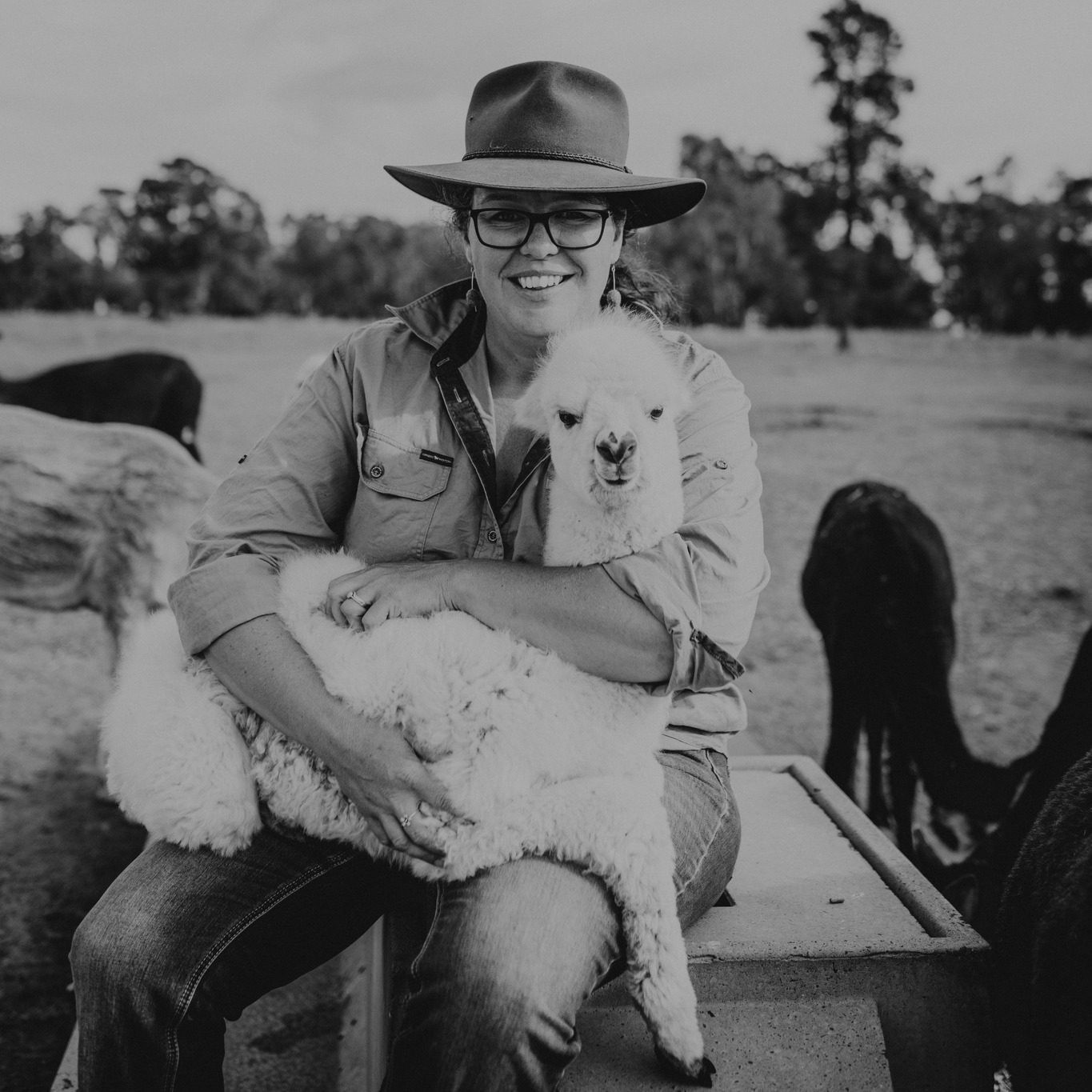 Quentin Park Alpacas and Studio Gallery