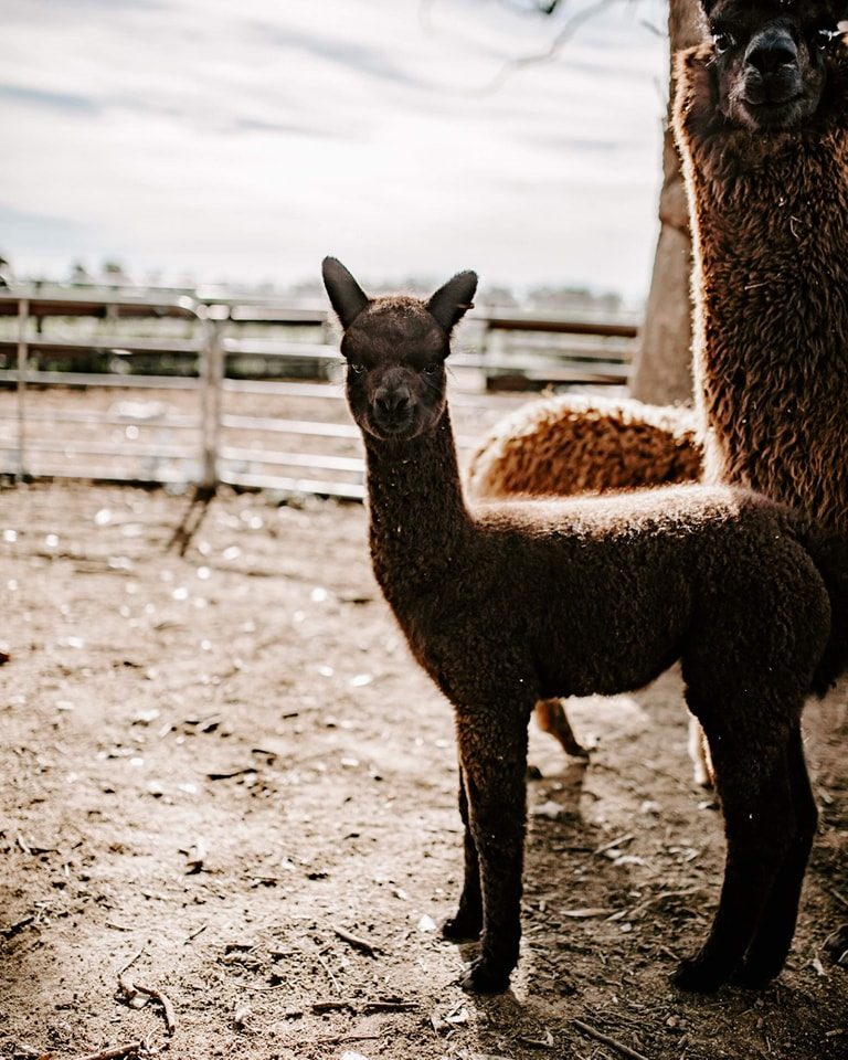 Quentin Park Alpacas and Studio Gallery, Peterborough, South Australia, photo 2