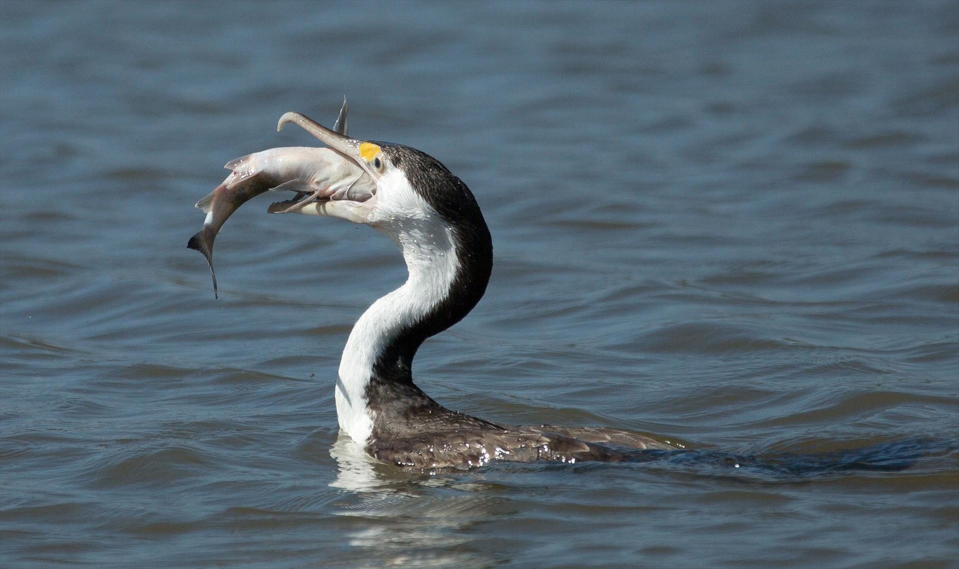 Wetland Cruises, Darwin, Northern Territory, photo 3