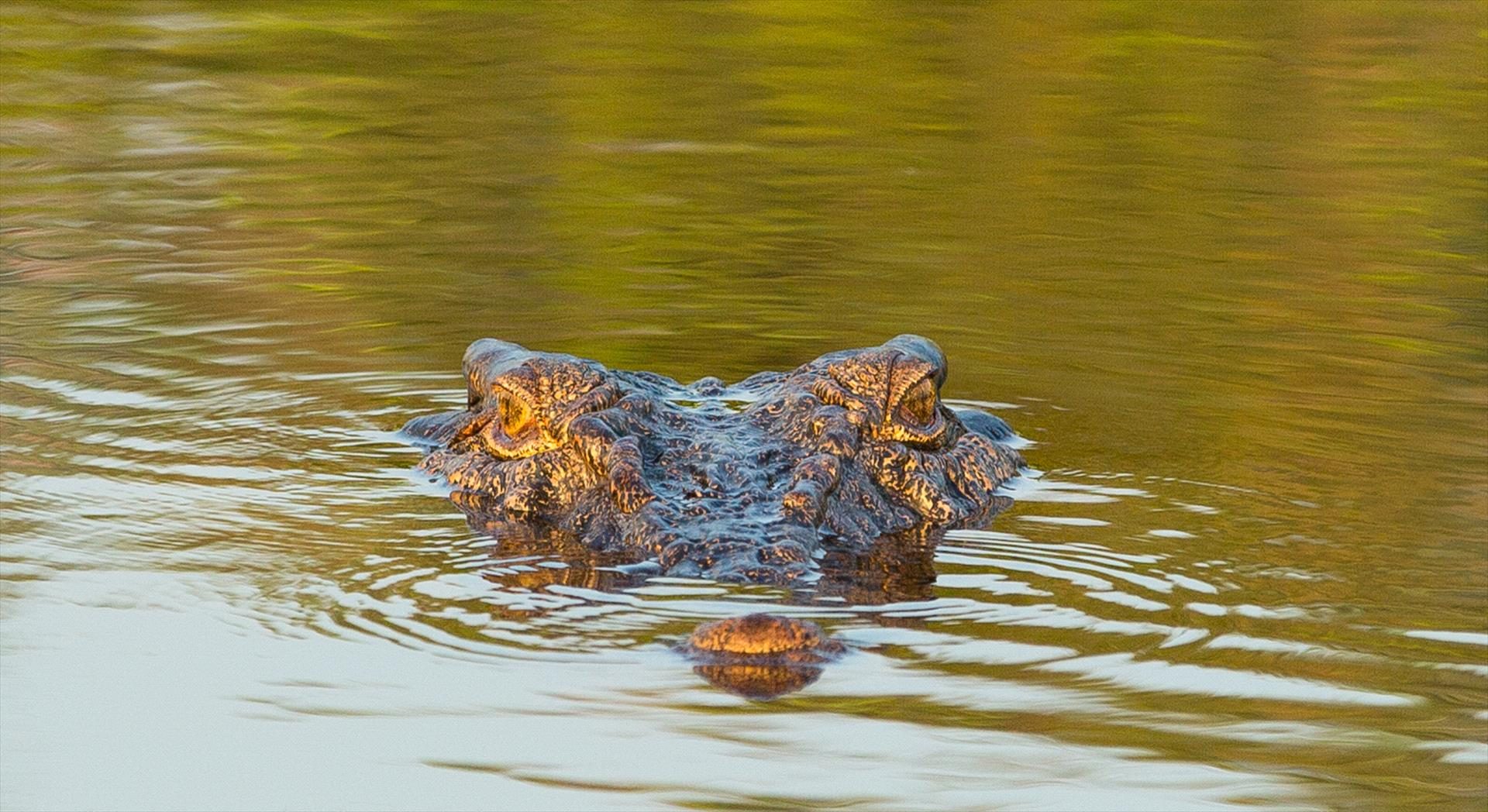 Wetland Cruises, Darwin, Northern Territory, photo 5