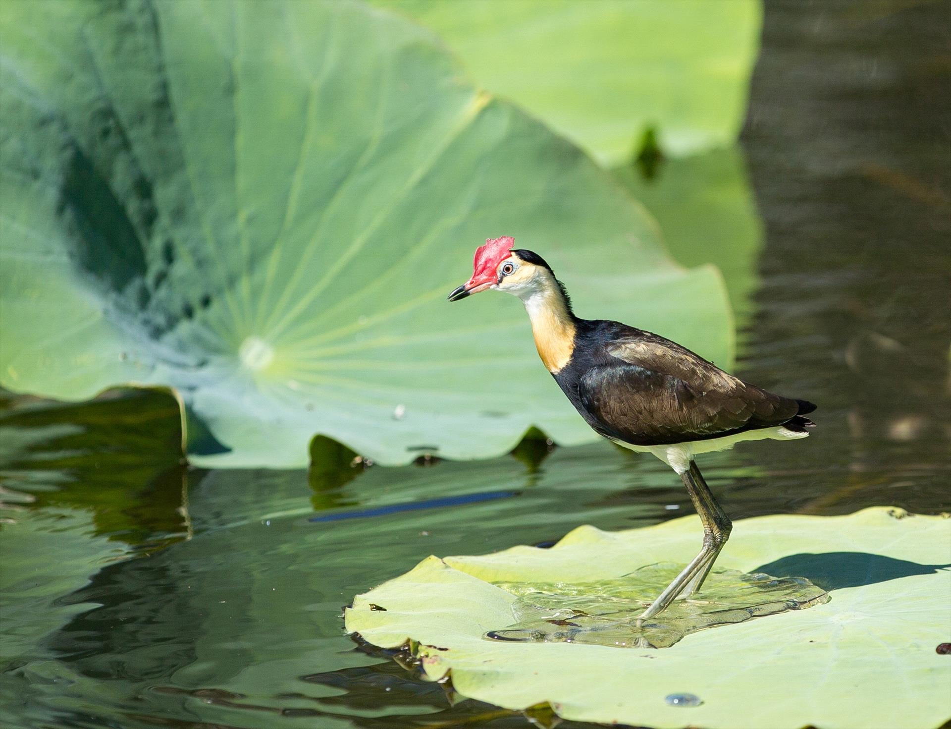 Wetland Cruises, Darwin, Northern Territory, photo 6