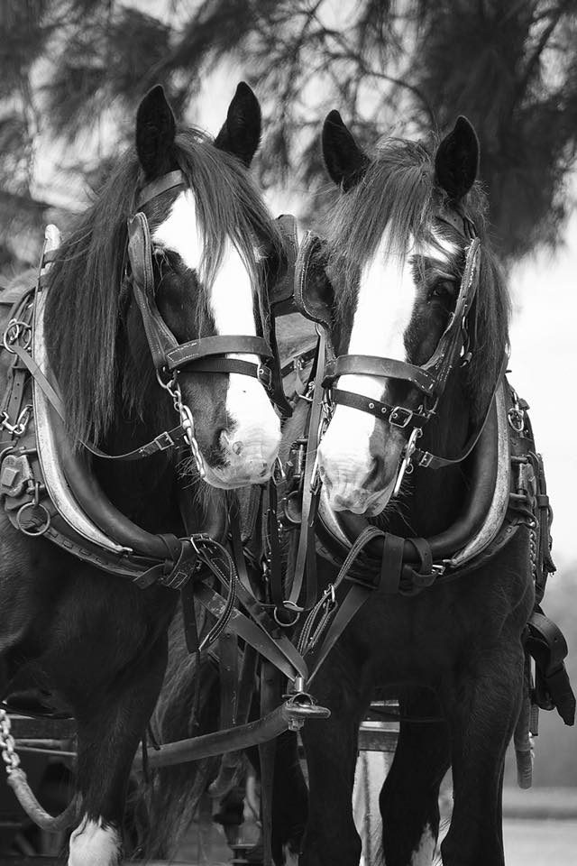 Hunter Valley Horses, Pokolbin, New South Wales, photo 6