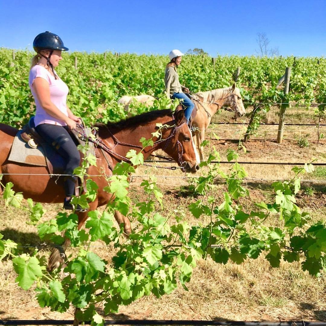 Hunter Valley Horses, Pokolbin, New South Wales, photo 2