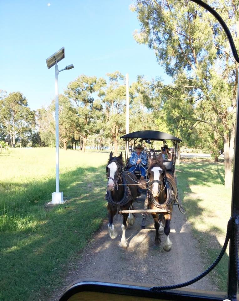 Hunter Valley Horses, Pokolbin, New South Wales, photo 5