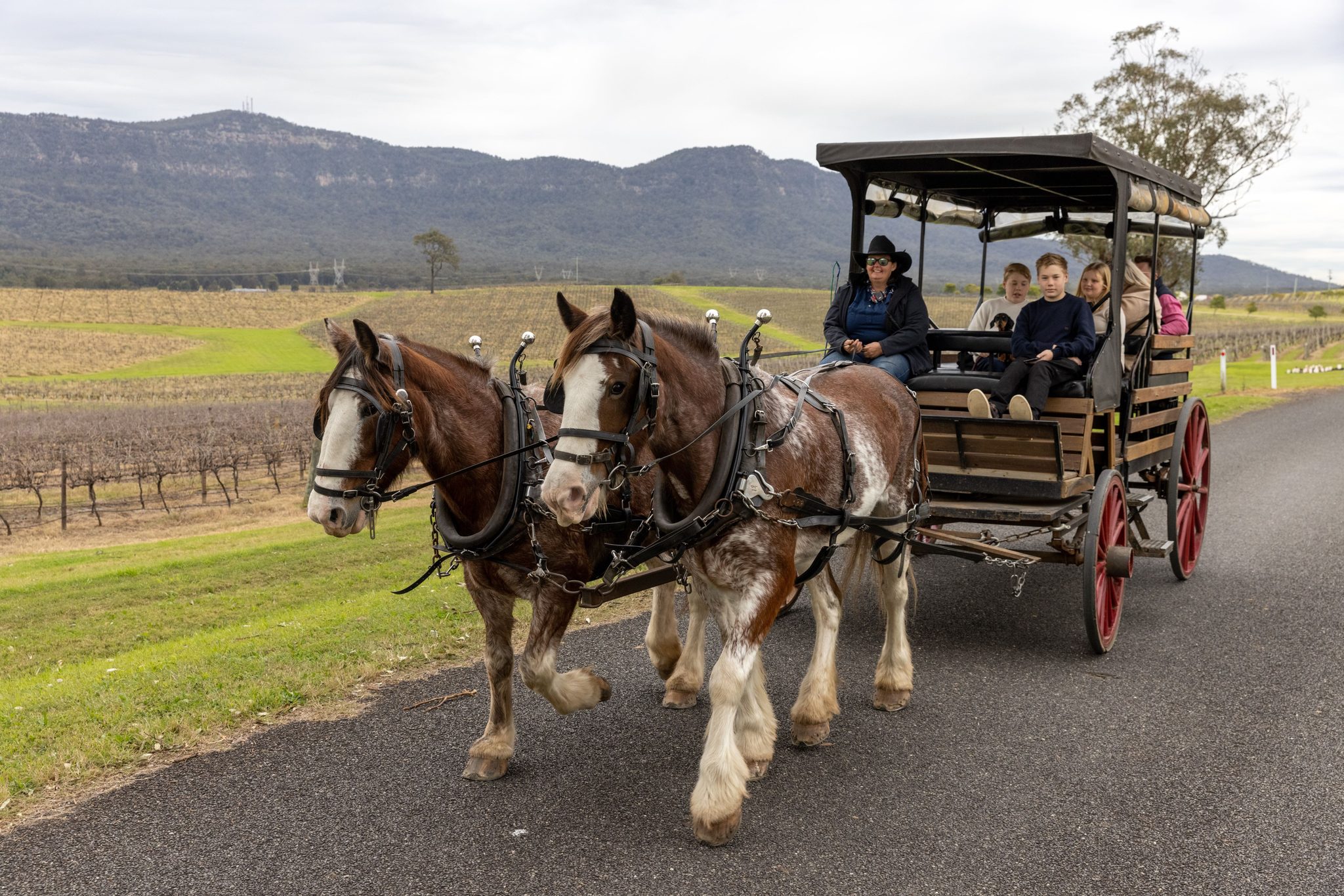 Hunter Valley Horses