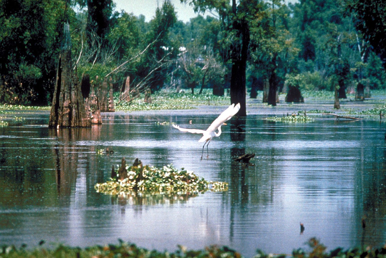 Bool Lagoon Game Reserve - Image 3